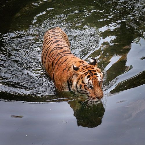 TIgre de bengala en el agua