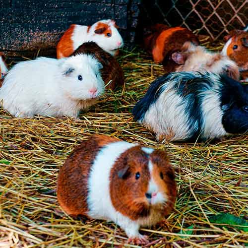 Cuyos en una granja de cuyos