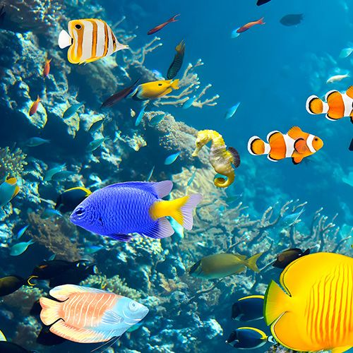Peces de un arrecife