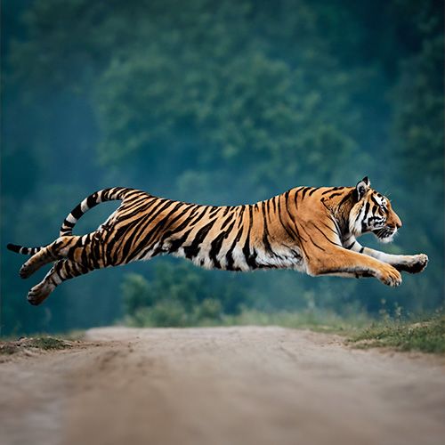 Tigre de bengala saltando