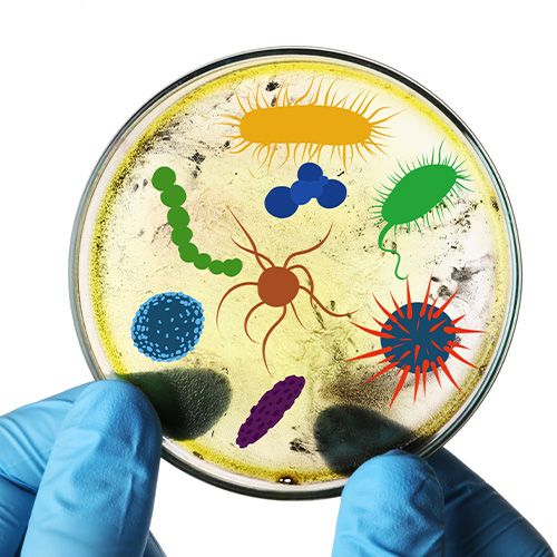 dibujo de bacterias y microbios
