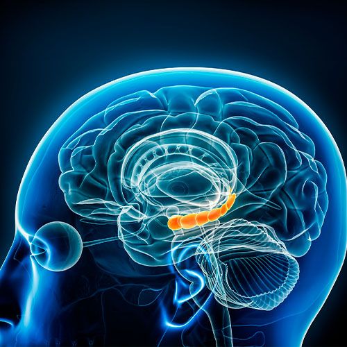 Imagen 3D del hipocampo cerebral