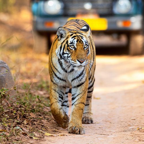 Tigre de bengala en una reserva ecológica